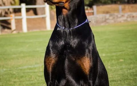 热血江湖杜宾犬加点攻略：亲测高效配招与实战技巧