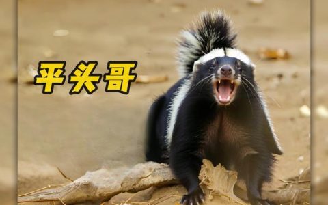 热血江湖OL平头哥怎么打？这份高效攻略新手必看！