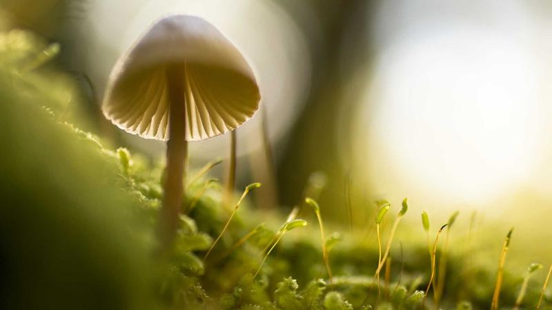 热血江湖5转剑外观大赏!高清图片让你看个够-3 热血江湖5转剑外观大赏!高清图片让你看个够-3
